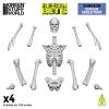 Human Skeletons 1:35