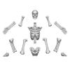  Human Skeletons 1:48
