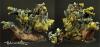 Evil Dwarves Snail Cannon