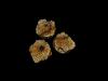 Temple Bases, Round 50mm (2)
