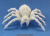 Giant Spider