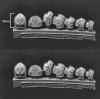 Dwarven Small Shields set2 (14)