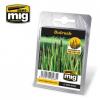 Bullrush Plants